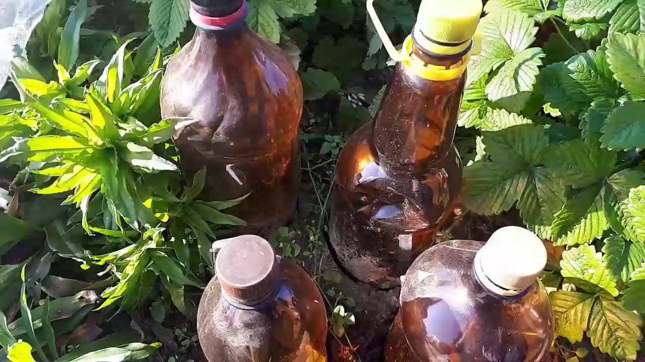 Оставлять черенки в зиму в от.гр?