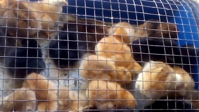 Цыплята - правильное кормление с первых дней (выбор комбикорма, поилка, зелень для суточных цыплят смотреть онлайн