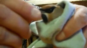 Кормление свиристели