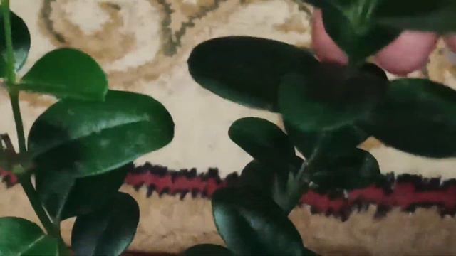 Трудные комнатные цветы в ноябре. Комнатная Слива и Жасмин