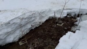 Как выращивать южные плодовые деревья в Сибири.