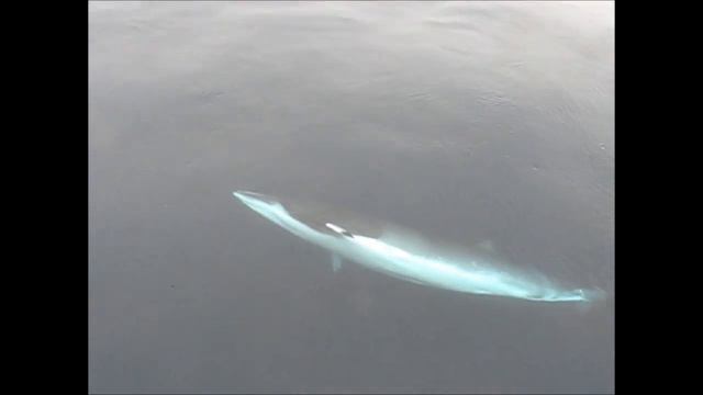 Кит, Баренцево море смотреть онлайн