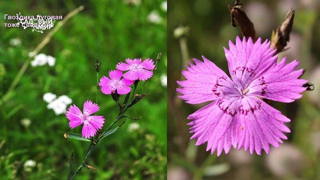 КАКИЕ ЦВЕТЫ МОЖНО ЕСТЬ - ДЕЛАЕМ САЛАТ ИЗ ХРИЗАНТЕМ И МАРИНУЕМ НАСТУРЦИЮ. смотреть онлайн