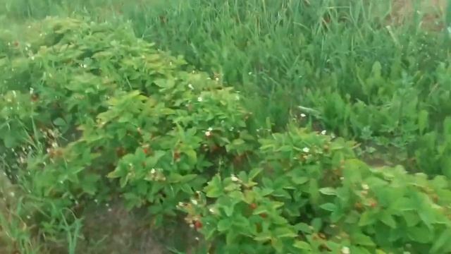 ПРОГУЛКА В ЛЕС,ЯГОДЫ СПЕЮТ. смотреть онлайн