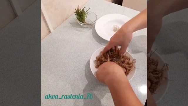 Вабикуса🌱 смотреть онлайн