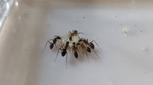 Как и чем кормить муравьёв.