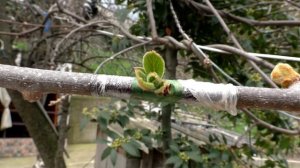 Киви,прививка.