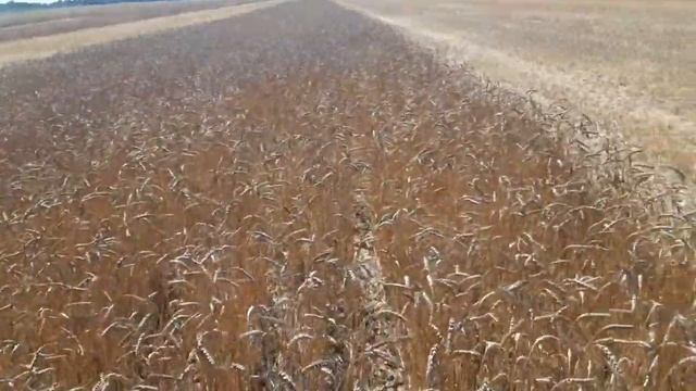 Проверяю различные междурядья при посеве пшеницы: 7,5см, 15см и 15-30см смотреть онлайн