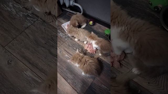 Здоровый аппетит у котят смотреть онлайн