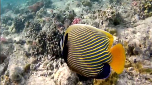 Императорский ангел, Pomacanthus imperator смотреть онлайн