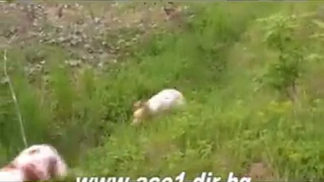 Epagneul Breton смотреть онлайн