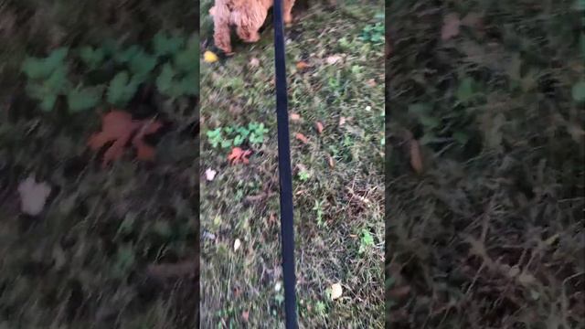 Puppy Plays With Stick