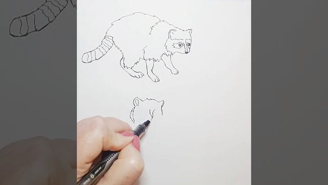Как нарисовать Енота||How to draw a Raccoon смотреть онлайн