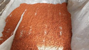 Лютый эксперимент - сеем подсолнух F2 — второе поколение! -=кАлхАзАнин=-