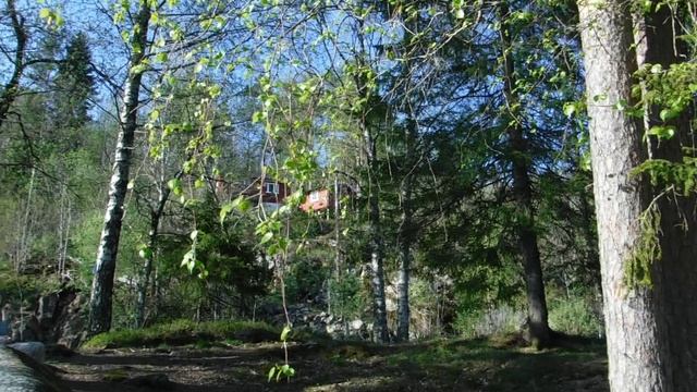 Лесное озеро.