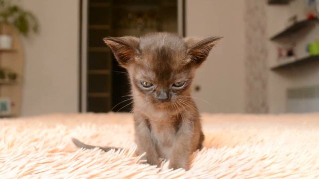 Бурма. Бурманские котята. Питомник бурманских кошек смотреть онлайн