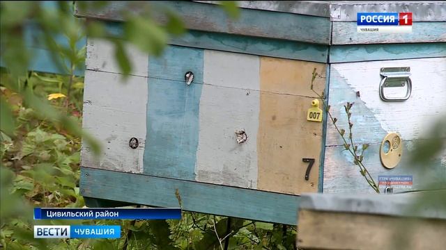 В Чувашии гибнут пчёлы смотреть онлайн