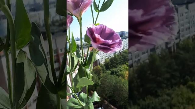 Эустома. Полимерная глина смотреть онлайн