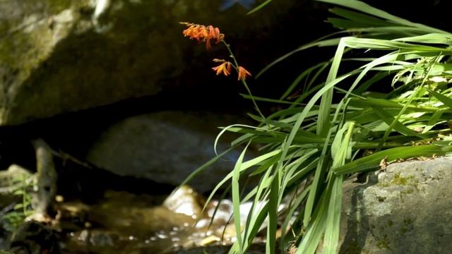 ♫ Расслабляющая Музыка Для Сна ♫ 