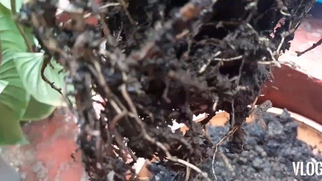 Homalomena Care Guide | Rubescens Rhizome Propagation