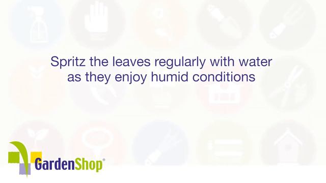 Quick Care Phalaenopsis (Moth Orchid) смотреть онлайн