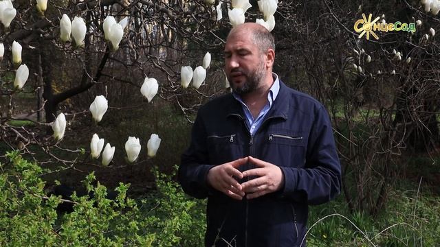 ? Магнолії у ландшафтному дизайні ? смотреть онлайн