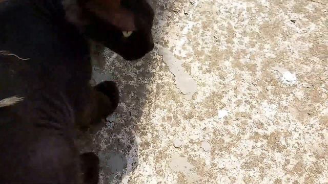 Ящерица нападает на кота смотреть онлайн