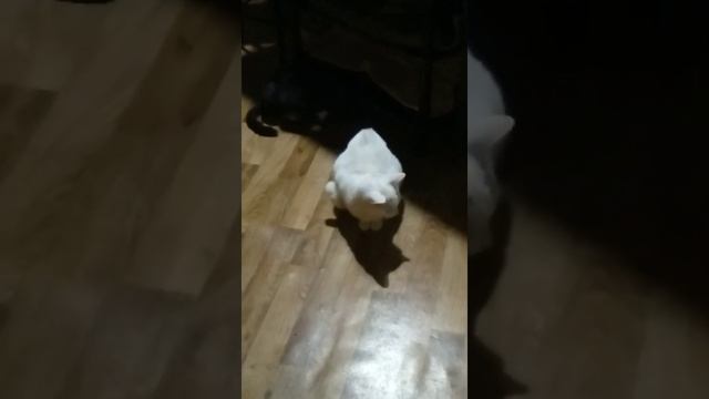 КоТлин -Остров -Котов ❤️❤️❤️ находиться в городе Кронштадт ❤️ смотреть онлайн