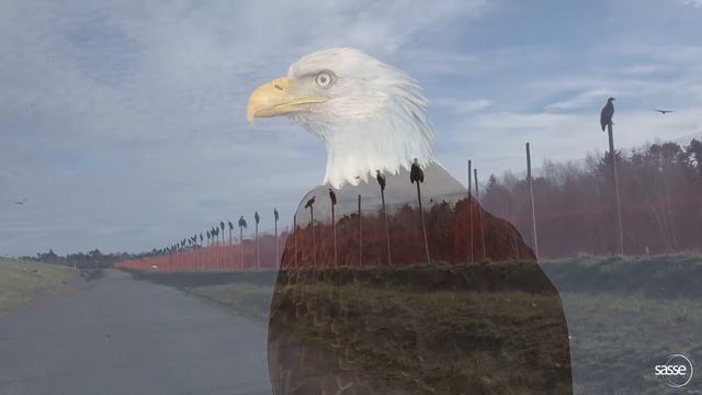 Thousands Of Eagles In Vancouver  -   Long Version In 4K