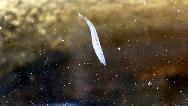 Водяной монстр смотреть онлайн