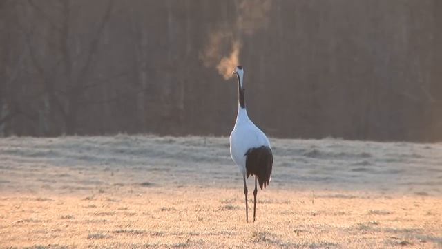 【北海道の絶景】タンチョウ　赤い吐息　美しき光景　Grus japonensis Red sigh Beautiful spectacle смотреть онлайн