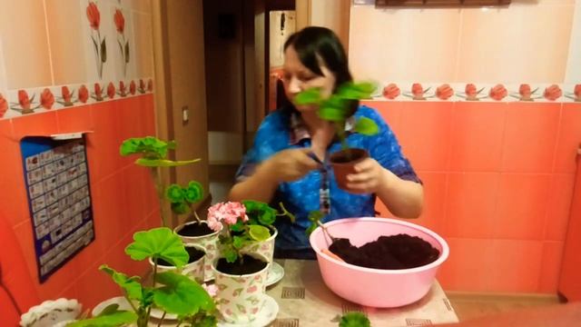 Пересадка гераней, лучший способ смотреть онлайн