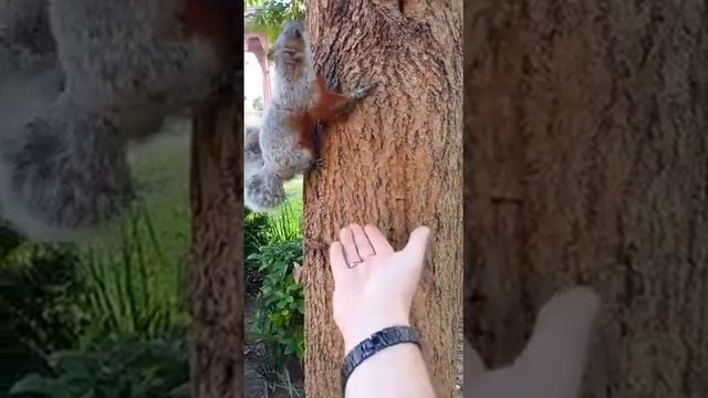 Мексиканские белки) смотреть онлайн