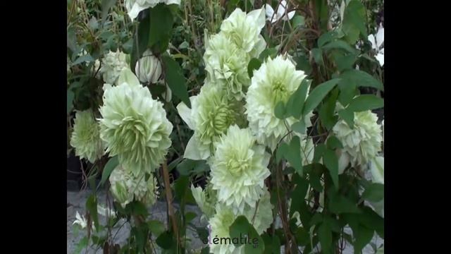 Clématite florida Alba Plena by clematite.net - Spécialiste des plantes de jardin смотреть онлайн