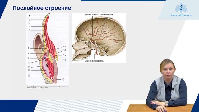 Топографическая анатомия мозгового и лицевого отдела головы. Часть 1 смотреть онлайн
