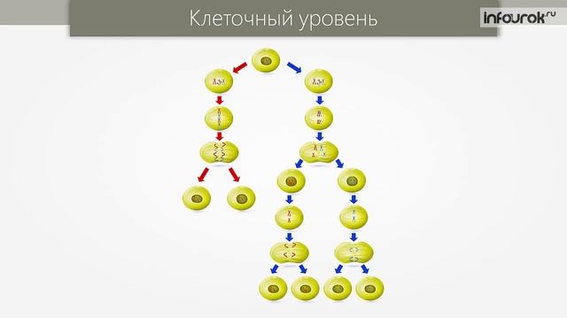 Уровни организации живой материи | Биология 10 класс #3 | Инфоурок смотреть онлайн