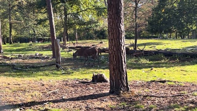 По грибы, и не только, в лес #грибы смотреть онлайн