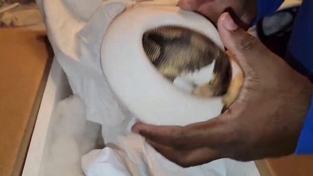 Ball Python unboxing смотреть онлайн