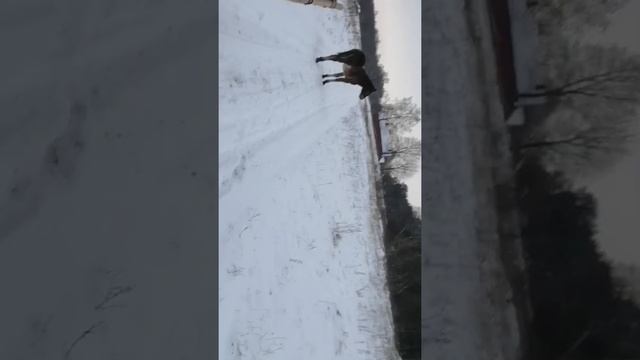 (табунное коневодство) первый раз лошадь в сани смотреть онлайн