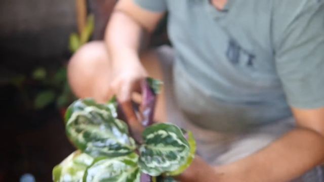 Calathea Medallion and Orbifolia Plant Care and Propagation tips | GURYO смотреть онлайн