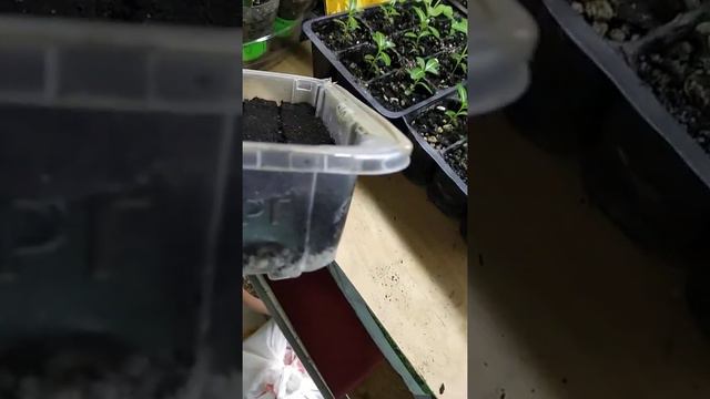 Эустома и катарантус кто виноват? смотреть онлайн