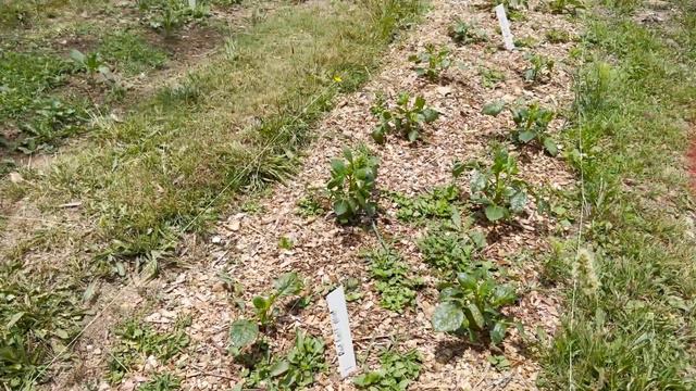 Cut Flower Farm Tour | Early Summer Australia | Noble Flowers смотреть онлайн