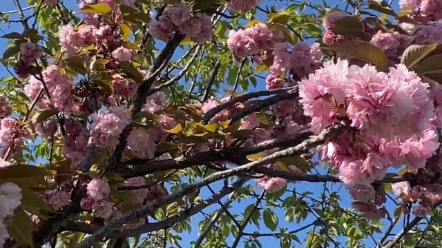 Природа Сочи не перестает удивлять. После магнолии цветет сакура смотреть онлайн