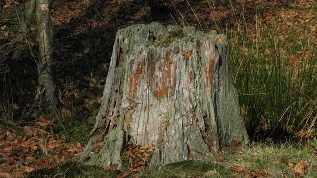 Doina Nr 319 (fluier solo) смотреть онлайн