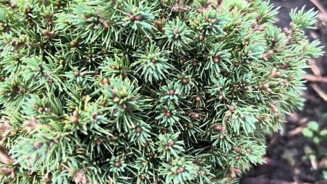 11 СОРТОВ КАНАДСКИХ ЕЛЕЙ В ЛАНДШАФТНОМ ДИЗАЙНЕ НАШЕГО САДА! ОСЕННИЙ ОБЗОР! #landscapedesign #picea