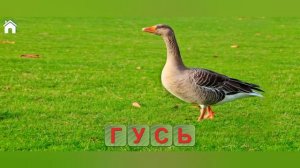 Спасение животных и составление слов в игре Учись читать, спасай зверей #1