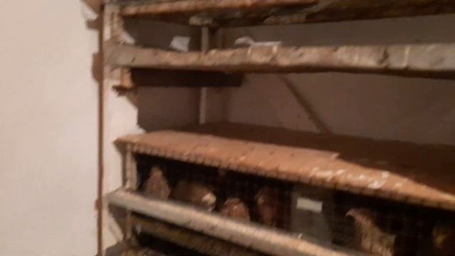 Уборка в кладовках,моя птица. смотреть онлайн