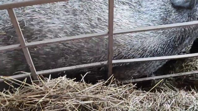 Половое созревание у дикого кабана смотреть онлайн