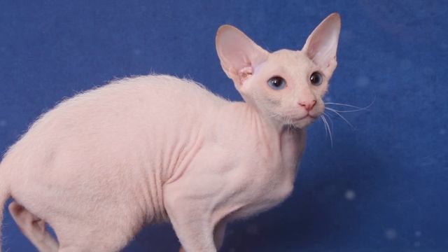 10 Самых Дорогих Котов в Мире смотреть онлайн