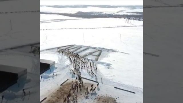 Фермер из Татарстана научил своих лошадей писать, пока по-татарски смотреть онлайн